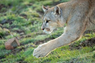 Close-up of puma walking with paw extended clipart
