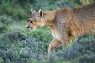 Puma 'nın yakını, fener ışıklarıyla çalılık araziden geçiyor.