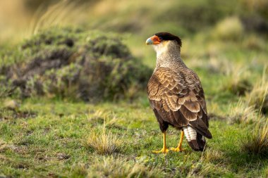 Crested caracara on short grass turning head clipart