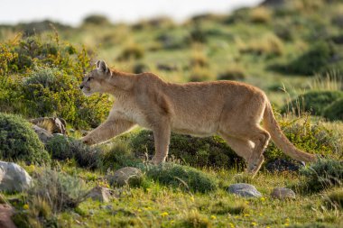 Çalılıklarda çalıların arasından geçen dişi puma.