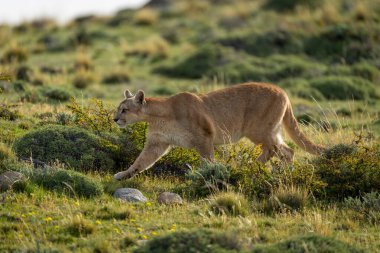 Çalılıklarda gezen dişi puma.