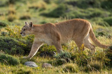 Çalılıklarda gezen dişi puma.