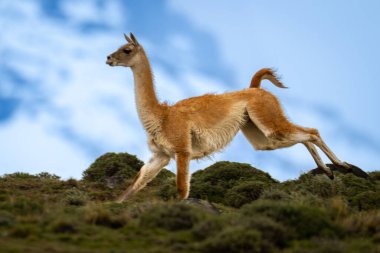 Guanaco tepeyi karla kaplı tepelerle geçer.