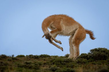 Guanaco bulutlu gökyüzüne karşı tepe boyunca dörtnala gidiyor.