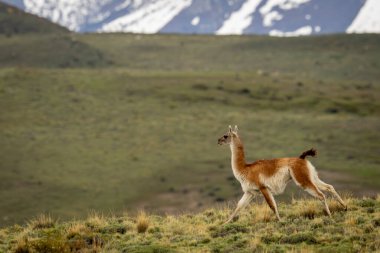 Guanaco dağların yakınındaki çayırlarda dört nala koşuyor.
