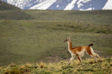 Guanaco galloping down grassy slope near mountains clipart