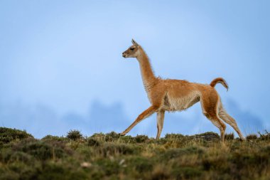 Guanaco dört nala tepenin üstünde, arkasında dağlar var.