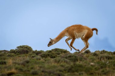 Guanaco bulutlu gökyüzünün altında tepe boyunca dörtnala gider.