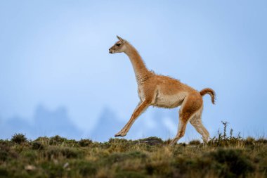 Guanaco gallops along ridge with mountains behind clipart