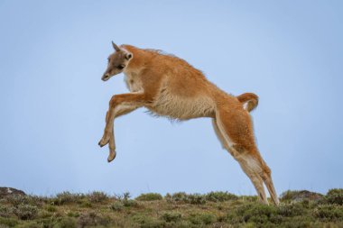 Guanaco bulutlu gökyüzünün altında sırt boyunca atlar.