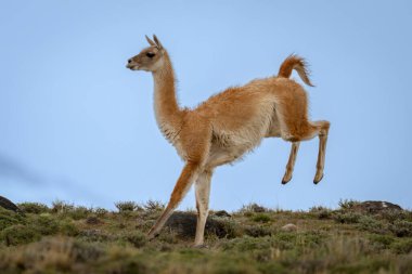 Guanaco toprakları kayalık tepe boyunca dörtnala atlıyor.