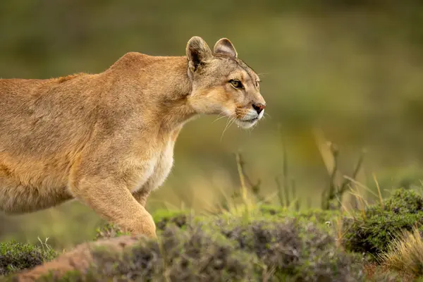 Stock image Close-up of puma walking across bushy scrubland