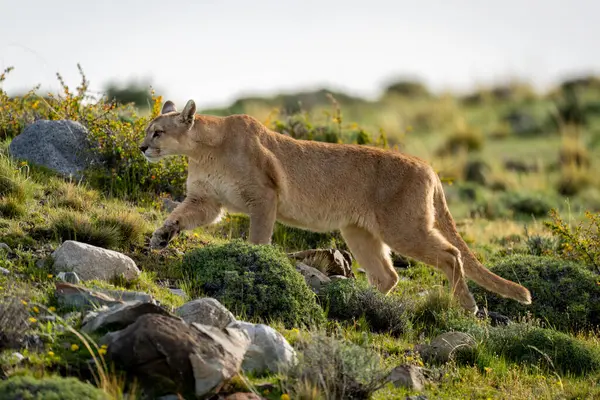 stock image Female puma climbs slope on rocky scrubland