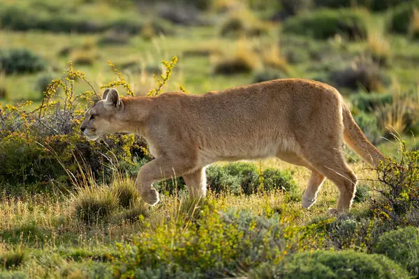 stock image Female puma walks past bushes in scrubland