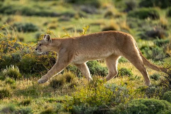 stock image Female puma walks through bushes in scrubland