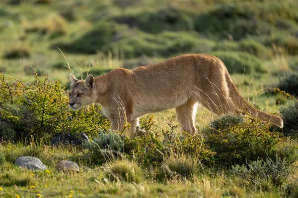 stock image Female puma walks through bushes in sunshine