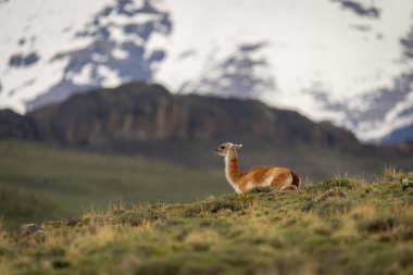 Guanaco profilde çimenli bir tepenin üzerinde yatıyor