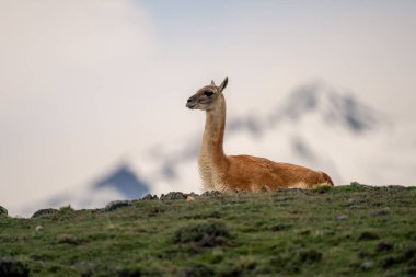 Guanaco ufukta karlı dağın yakınında yer alıyor.