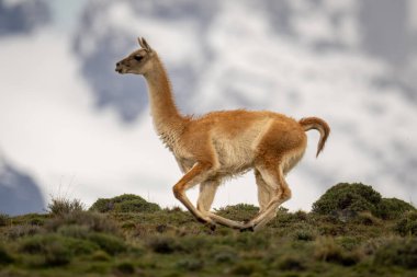 Guanaco runs down ridge with mountains behind clipart