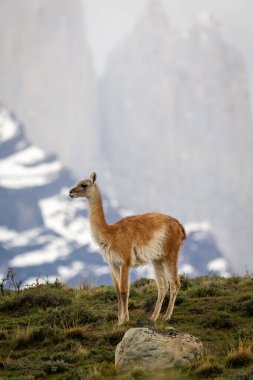 Guanaco dağların arkasında, tepede duruyor.