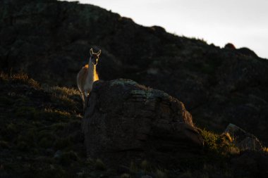 Guanaco gün batımında kamerayı seyrediyor.