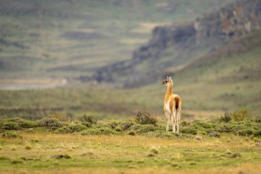 Guanaco çalı sırtında dikiliyor.