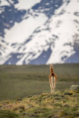 Guanaco stands on grassy ridge facing away clipart