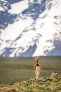 Guanaco çimenli bir tepede duruyor. Etrafına bakıyor.