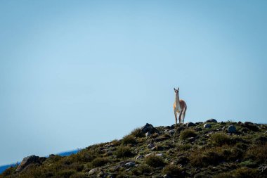 Guanaco stands on hill under blue sky clipart