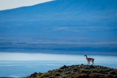 Guanaco tepelerin arkasında duruyor.