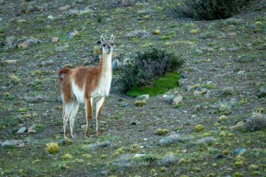Guanaco kayalık tepede durmuş kamerayı izliyor.