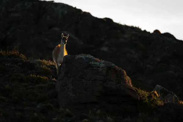 Guanaco Stands Lit Sunset Watching Camera Royalty Free Stock Photos