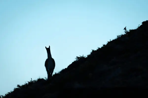 Guanaco Stands Steep Slope Silhouette Stock Image