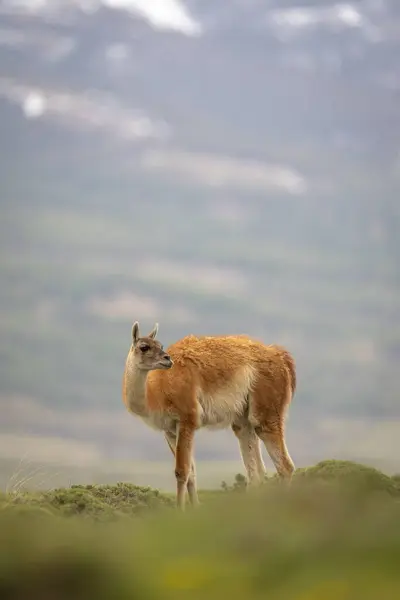 Guanaco Stands Turning Head Grassy Hilltop Royalty Free Stock Images