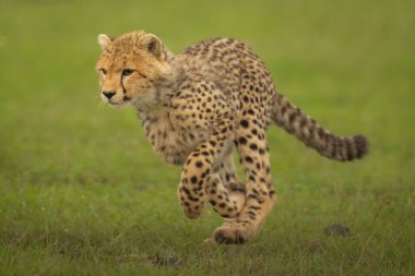 Çita yavrusu çim üzerinde koşar, ön ayaklarını kaldırır.
