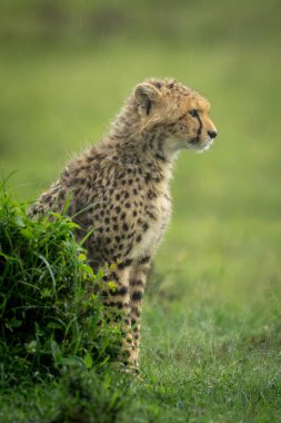 Cheetah cub sits behind mound in profile clipart
