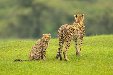 Cheetah cub sits on grass behind mother clipart
