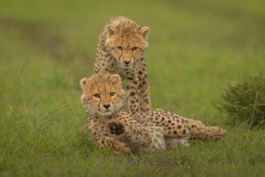 Cheetah cub stands over another on grass clipart