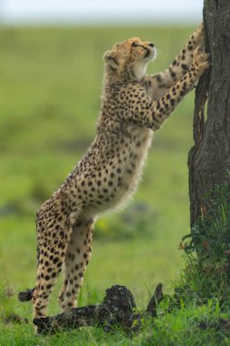 Cheetah cub stands leaning on tree trunk clipart