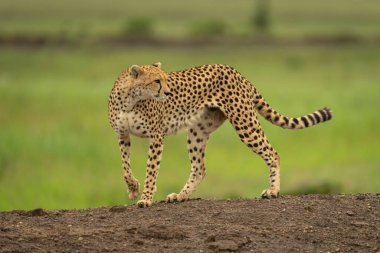 Female cheetah stands on bank looking round clipart