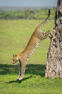 Female leopard jumps down from tree trunk clipart