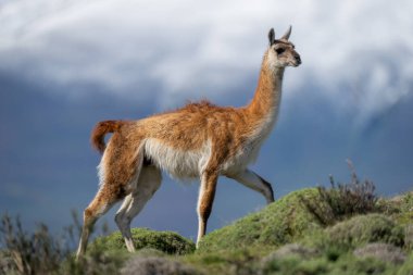 Guanaco walks along ridge with mountains behind clipart