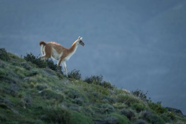 Guanaco alacakaranlıkta çimenli yamaçta yürüyor.