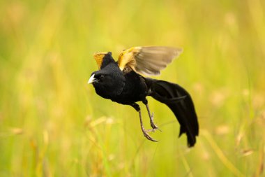 Jackson widowbird takes off amongst tall grass clipart