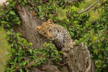 Leopard cub leans against tree looking down clipart