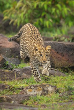 Leopard cub runs over rocks near bushes clipart