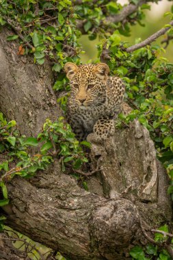 Leopard cub lies in tree looking down clipart