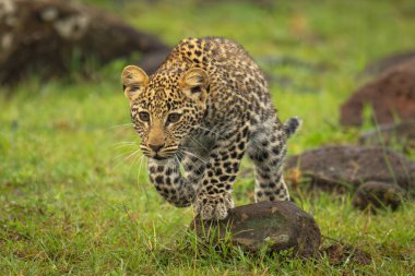 Leopar yavrusu kayaların üzerinde yürüyor patisini kaldırıyor