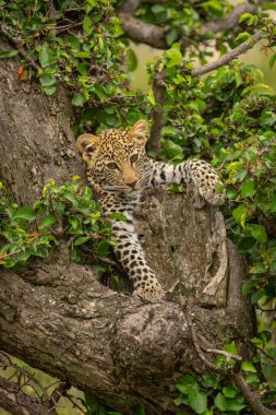 Leopard cub lies in tree staring downwards clipart