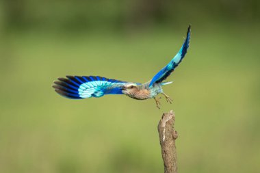 Lilac-breasted roller taking off from vertical stump clipart